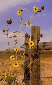 By Teri A Flowers Fall Flowers Sunflower
