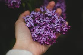 Sign up for free (or log in if you already have an account) to be able to ask and answer questions. 828x1792px Free Download Hd Wallpaper Person Holding Purple Flowers Hand Lavender Lilac Pick Flowers Wallpaper Flare