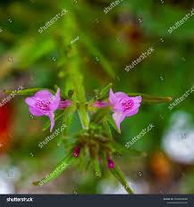 Image result for Misopates