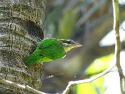 White Cheeked Barbet Bird Watchers Evergreen Forest Migratory Birds