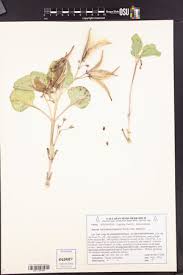Image result for Apocynaceae subfamilies Asclepiadoideae and Secamonoideae