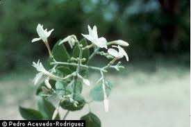Image result for Jasminum fluminense
