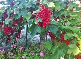 Die ernte kann jedoch von diesen 8 krankheiten bedroht werden geerntet werden johannisbeeren zur fruchtreife, sobald die früchte ihre härte verlieren und schmackhaft sind. Das Grune Archiv Johannisbeeren Anbau Pflege Und Ernte