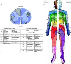 Image result for Peripheral Nervous System
