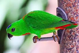 Maybe you would like to learn more about one of these? Serindit Burung Serindit Juga Jual Pisau Kuantan Facebook