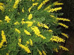 Maybe you would like to learn more about one of these? Sweet Broom Plant Care Broom Plant Sweet Broom Plants