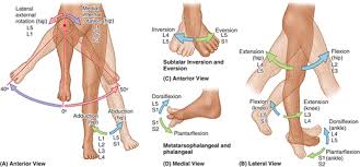 Myotomes Segmental Innervation Of Muscle Groups And