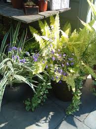 Image result for Browallia americana