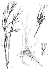 Image result for Hyparrhenia