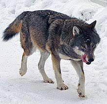 We did not find results for: Wolf Wikipedia