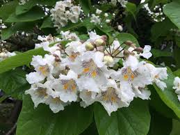 Image result for Catalpa