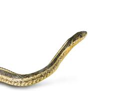 In human we generally elevate the affected extremity to be level with the heart. Common Garter Snakes Size Bite Information Pictures And Facts Embora Pets