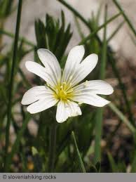 Image result for Caryophyllaceae