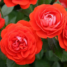 Kordes began in 1887 in the small town of elmshorn, germany. Brilliant Veranda High Country Roses