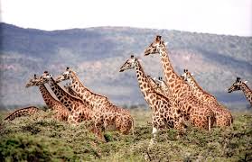 For the term habitat may also exist other definitions and meanings, the meaning and definition indicated above are indicative not be used for medical and legal or special purposes. Giraffe Facts For Kids Animal Facts Cool Kid Facts