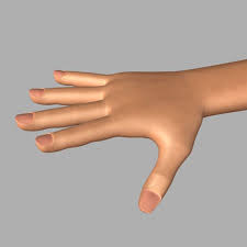 3d Realistic Human Hand Animation Model Animated Human Hand By Artyart Human Hand Human Model