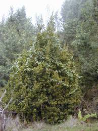 Image result for Myrica chimanimaniana