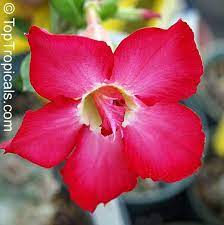 Adenium Hybrid Single Flower Desert Rose Impala Lily Adenium Hybrids Adenium Single Flower Desert Rose