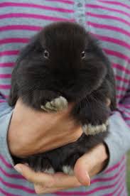 Black And White Holland Lop Bunny For Sale Black Junior Mini Lop Doe Mini Lop Lop Eared Bunny Pet Care