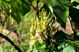 Image result for Riocreuxia