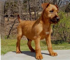 Both were bought at the pet store and are full breeds. Irish Terrier Dog Breed