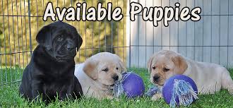 The labrador retriever is one of the most popular breeds in the united states. Riorock Labrador Retriever Puppies New England Puppy For Sale Puppies For Sale