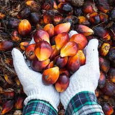 Kelapa sawit terdiri daripada dua spesies arecaceae atau famili palma yang digunakan untuk pertanian komersil dalam. Riwayat Buah Emas Di Tanah Hindia Historia