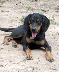 Black And Tan Coonhound Doberman Pinscher Mix 15 Adorable Doberman Mixes Black Brown And Awesome All Over Doberman Mix Doberman Doberman Pinscher