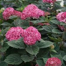 Invincibelle Ruby Hydrangea Spring Meadow Wholesale Liners Spring Meadow Nursery Manualidades En Tela Manualidades