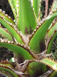 Maybe you would like to learn more about one of these? Washingtonia Robusta Pflege Der Palme Pflanzenfreunde Com