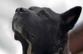 Drastic decline in their appetite or no interest in eating at all How To Treat Your Dog S Throat Cancer