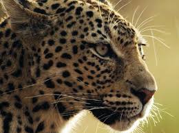 Balikci Leoparlar