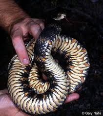 Some individuals have a reddish base but this is rare. California S Invaders Southern Watersnake