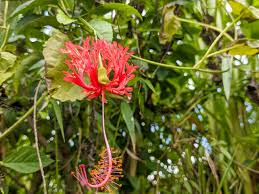 Image result for Hibiscus schizopetalus