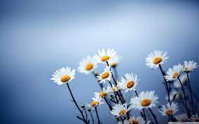 Maybe you would like to learn more about one of these? Simple Flower Desktop Wallpapers Top Free Simple Flower Desktop Backgrounds Wallpaperaccess