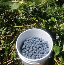 Seeing Blue 11 Spots To Pick Your Own Blueberries Blueberry Picking Blueberry Blueberry Farm