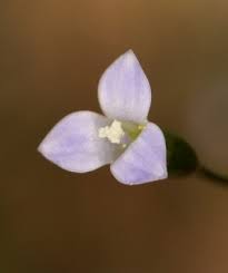 Image result for Wahlenbergia perrottetii