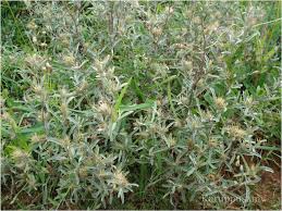 Image result for Dicoma