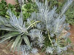 Image result for Kleinia