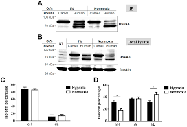 The present document specifies the camel application part (cap) supporting the second phase of the network feature customized applications for mobile network enhanced logic. Ijms Free Full Text Differential Glycosylation And Modulation Of Camel And Human Hsp Isoforms In Response To Thermal And Hypoxic Stresses Html