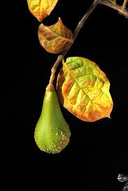 Image result for Schrebera trichoclada