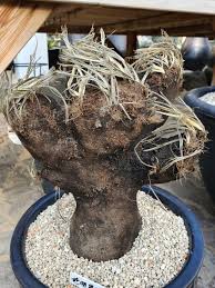 Image result for Xerophyta trichophylla