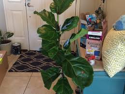 We did not find results for: Root Bound Ficus Lyrata