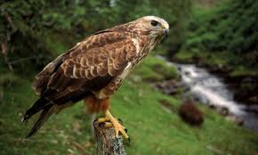 Uk Birds Of Prey Images Buzzard The Most Common Uk Bird Of Prey Medium Sized And Found Even In Towns Photograph Rex Features Nature Picture Li Birds Of Prey British Wildlife Birds