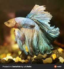 The Tannins Make His Colors Pastel In 2020 Betta Fish Pet Sea And Ocean