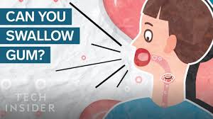 Even the daily routine can cheer me up; Here S What Happens In Your Body When You Swallow Gum The Human Body Youtube