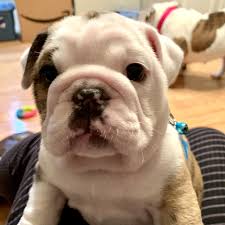 Dogs all motors for sale property jobs services community pets. Continent Old English Bulldog Puppy For Sale In Huntersville North Carolina Vip Puppies Bulldog Puppies Bulldog Puppies For Sale English Bulldog Puppy