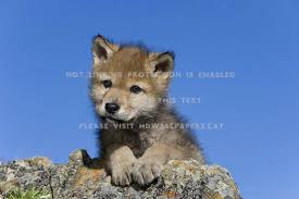We've rounded up the best polaroid cameras, plus other instant cameras from brands like fujifilm, lomo and kodak. I M Little But A Real Wolf Wolves Animals