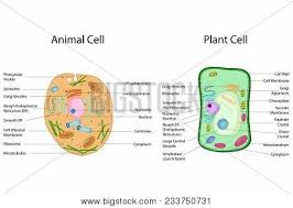 In a cell, a variety of structures perform specific functions and interact to maintain homeostasis. Education Chart Vector Photo Free Trial Bigstock