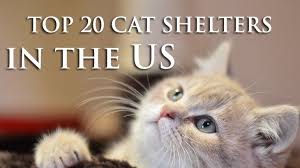 For over 50 years, the hermitage has been dedicated to the shelter, protection, and care of homeless cats, especially those that are often not considered adoptable by other organizations. Top 20 Cat Shelters In The Us